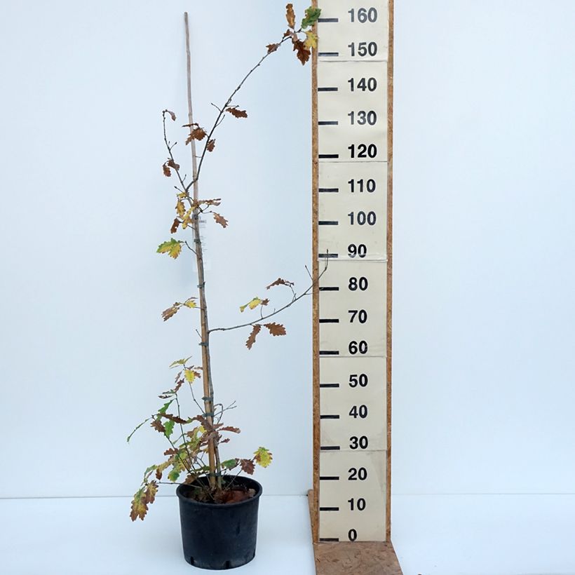 Exemplaar van Quercus robur - Zomereik Pot van 7,5 l/10 l zoals geleverd in de herfst