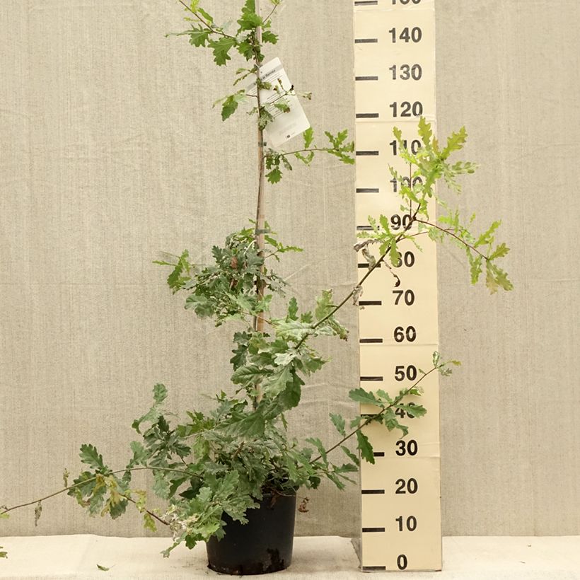 Exemplaar van Quercus robur - Zomereik Pot van 7,5 l/10 l zoals geleverd in de zomer