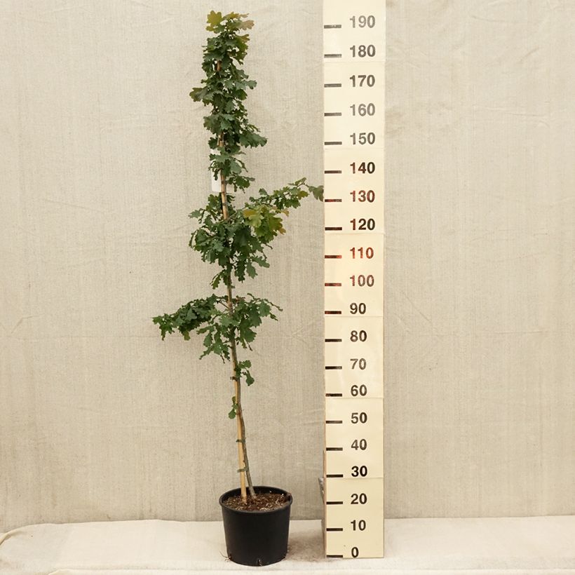 Exemplaar van Quercus robur - Zomereik Pot van 7,5 l/10 l zoals geleverd in de lente