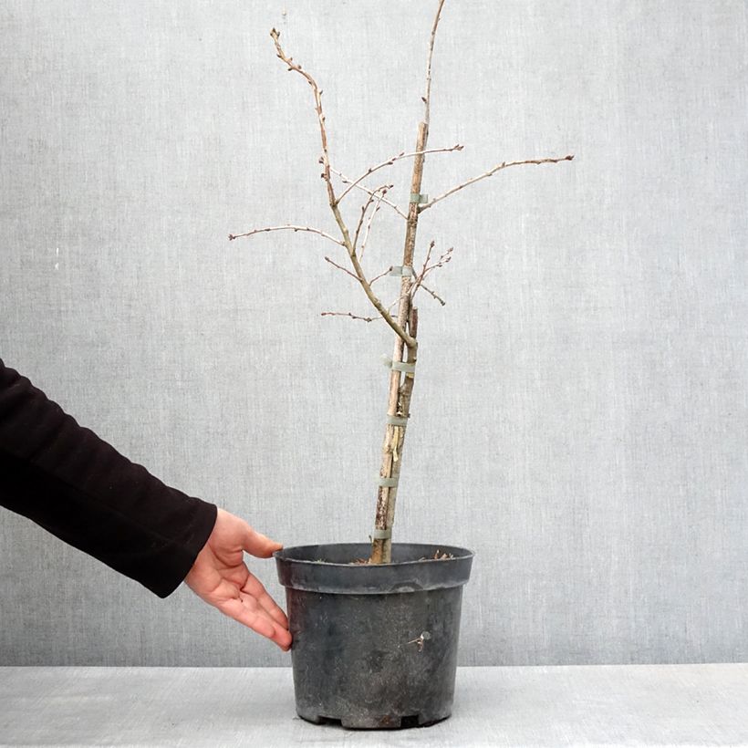 Exemplaar van Chêne pédonculé - Quercus robur Variegata Pot van 4 l/5 l zoals geleverd in de lente