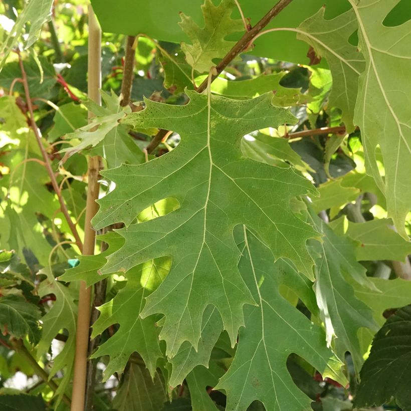Quercus rubra Boltes Gold - Amerikaanse eik (Blad)