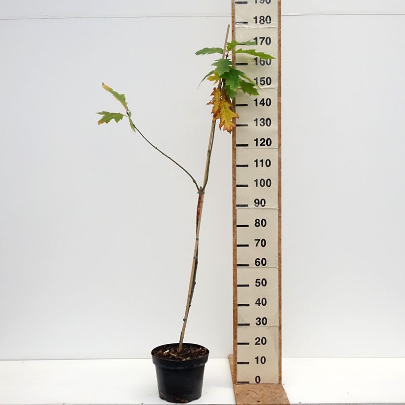 Exemplaar van Quercus rubra Boltes Gold - Amerikaanse eik Pot van 7,5 l/10 l zoals geleverd in de herfst