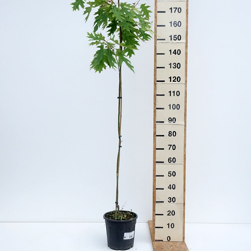 Exemplaar van Quercus rubra Boltes Gold - Amerikaanse eik Pot van 7,5 l/10 l zoals geleverd in de zomer
