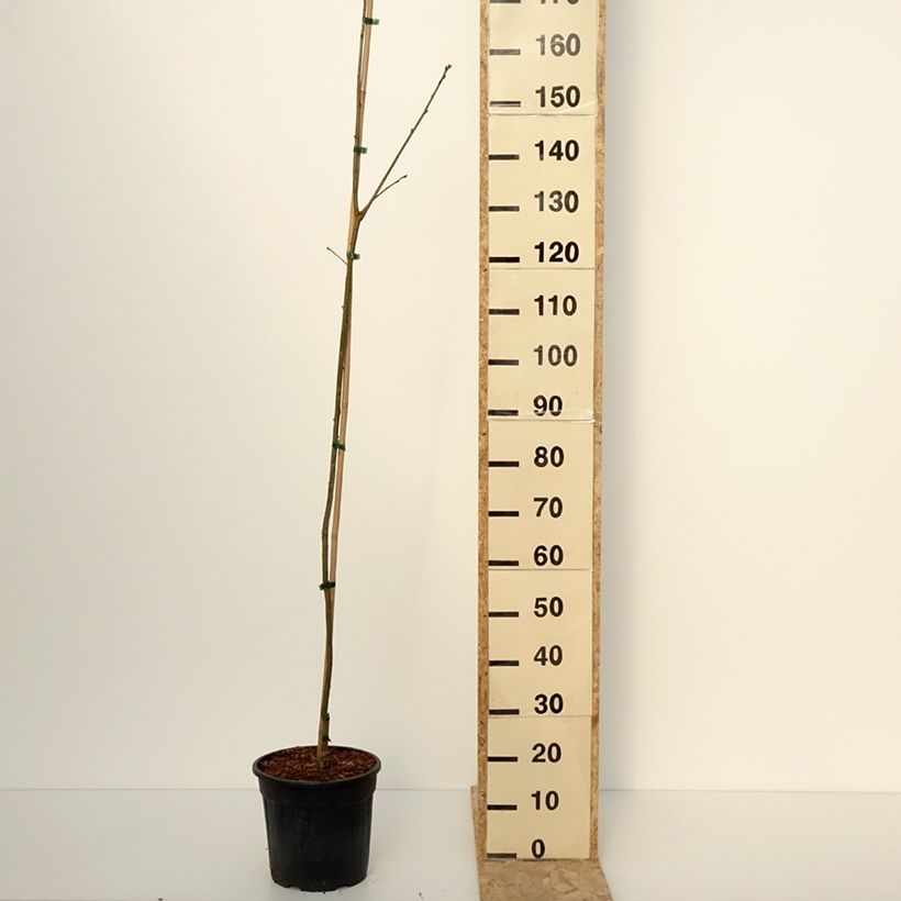 Exemplaar van Chêne rouge d'Amérique – Quercus rubra Boltes Gold Pot de 7,5L/10L zoals geleverd in de winter