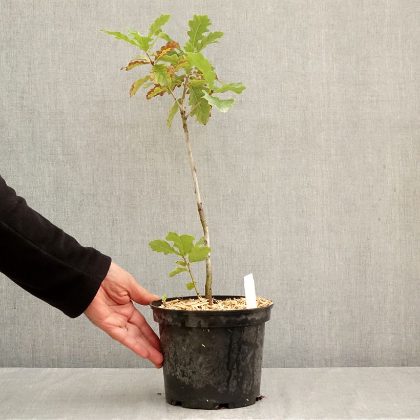 Exemplaar van Quercus petraea - Wintereik Pot van 2 l/3 l zoals geleverd in de herfst