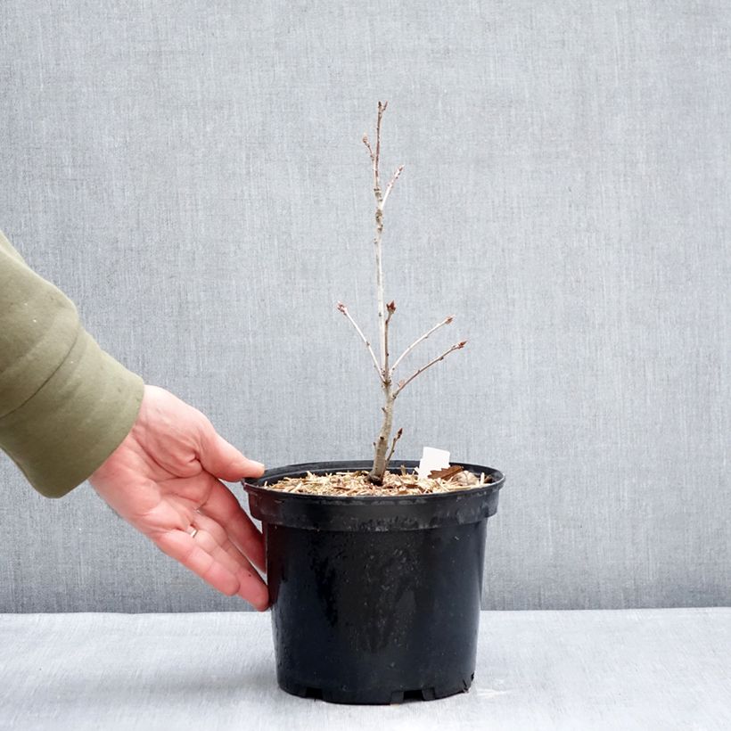 Example of Quercus petraea - Wintereik Pot van 2 l/3 l as you get in hiver