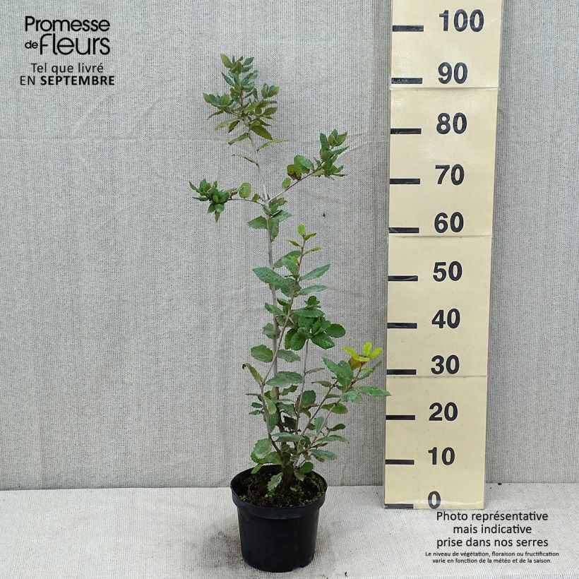 Exemplaar van Quercus ilex - Steeneik Pot van 3 l/4 l, Struik zoals geleverd in de zomer