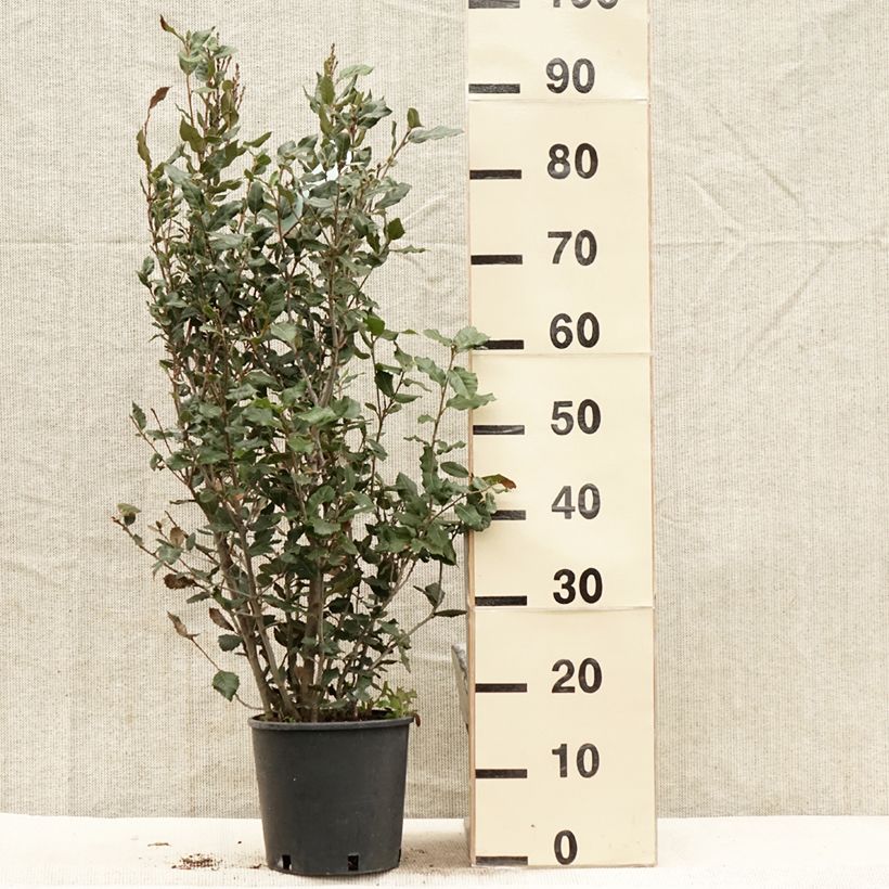 Example of Quercus ilex - Steeneik Pot van 3 l/4 l, Struik as you get in printemps