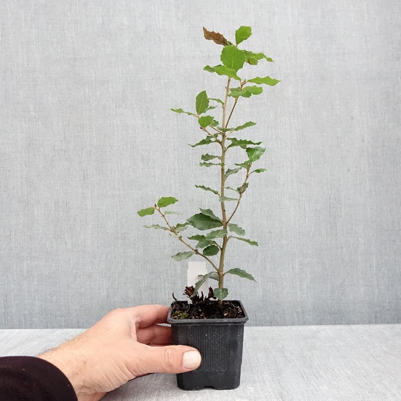 Example of Quercus ilex - Steeneik Kweekpotje van 8/9 cm as you get in automne