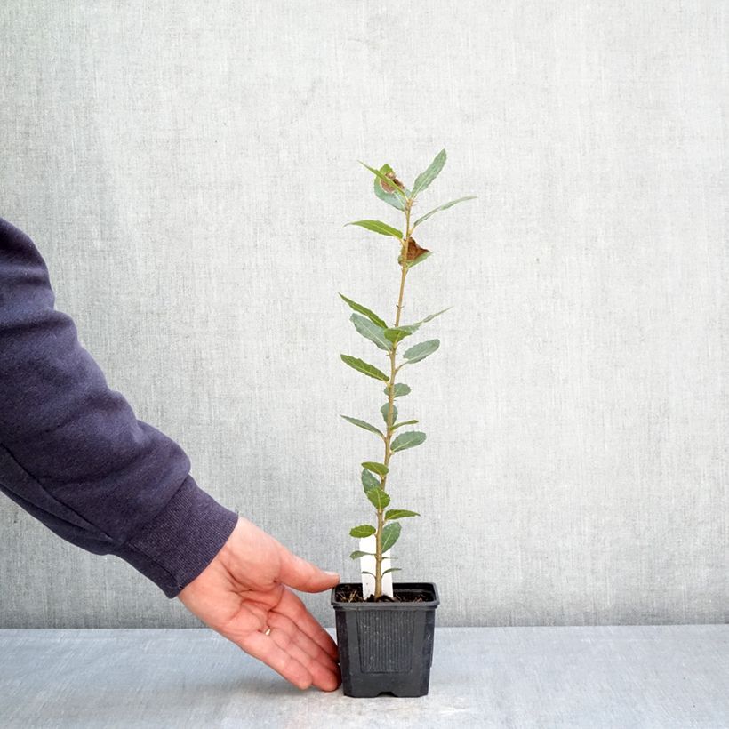 Exemplaar van Quercus ilex - Steeneik Kweekpotje van 8/9 cm zoals geleverd in de lente