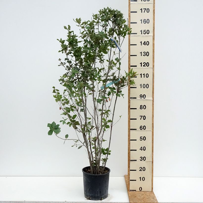 Exemplaar van Quercus ilex - Steeneik Pot van 7,5 l/10 l zoals geleverd in de zomer
