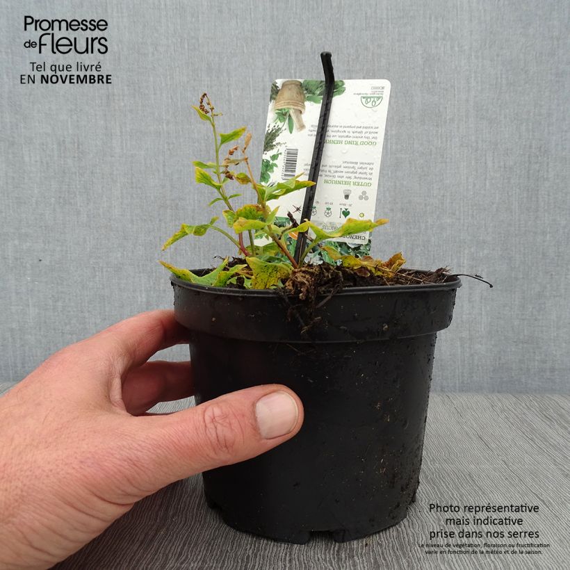 Exemplaar van Chénopode Bon Henri en plant - Chenopodium bonus-henricus Godet de 8/9 cm zoals geleverd in de herfst