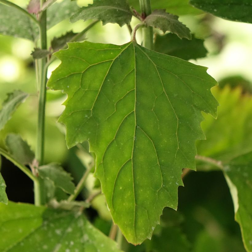 Boomspinazie - Chenopodium giganteum (Blad)