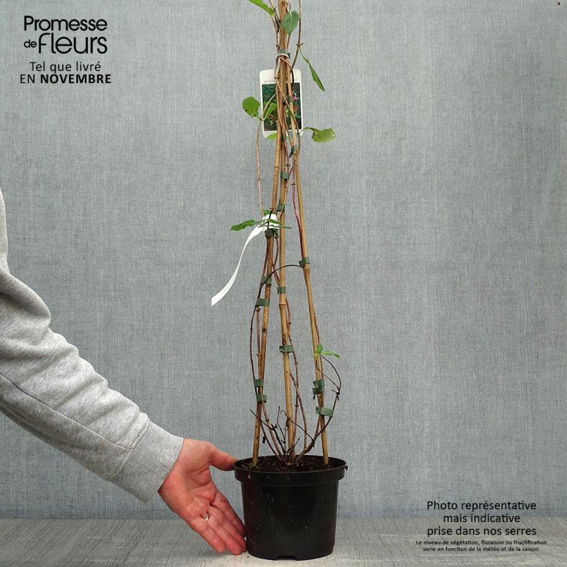 Exemplaar van Lonicera periclymenum Belgica Select - Wilde kamperfoelie Pot van 1,5 l/2 l zoals geleverd in de herfst