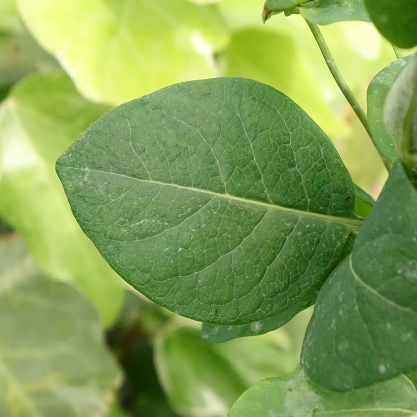 Lonicera periclymenum Belgica Select - Wilde kamperfoelie (Blad)