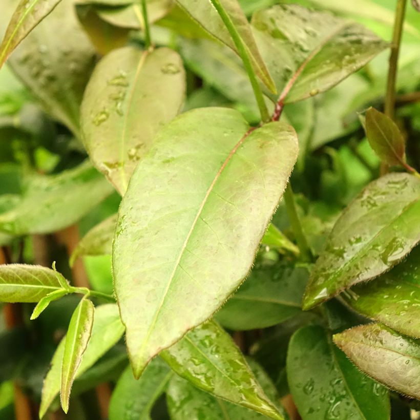 Lonicera henryi Copper Beauty - Henry-kamperfoelie (Blad)