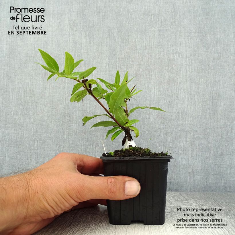 Exemplaar van Lonicera henryi - Henry-kamperfoelie Kweekpotje van 8/9 cm zoals geleverd in de zomer