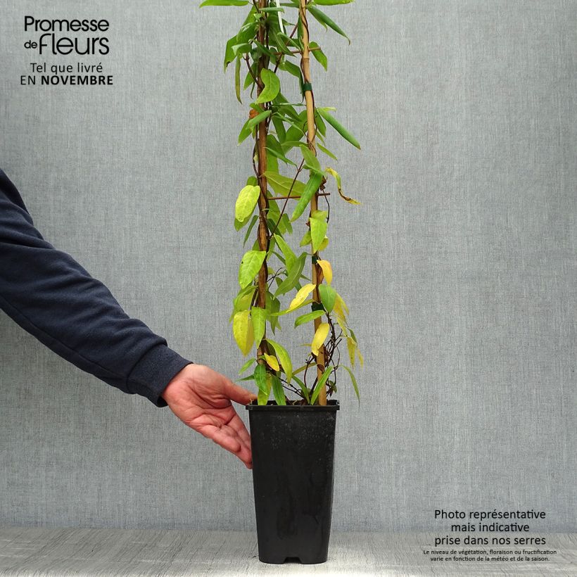 Exemplaar van Lonicera henryi - Henry-kamperfoelie Pot van 2 l/3 l zoals geleverd in de herfst