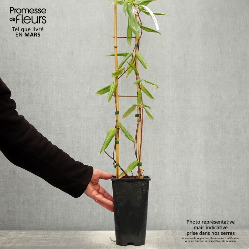 Exemplaar van Lonicera henryi - Henry-kamperfoelie Pot van 2 l/3 l zoals geleverd in de lente