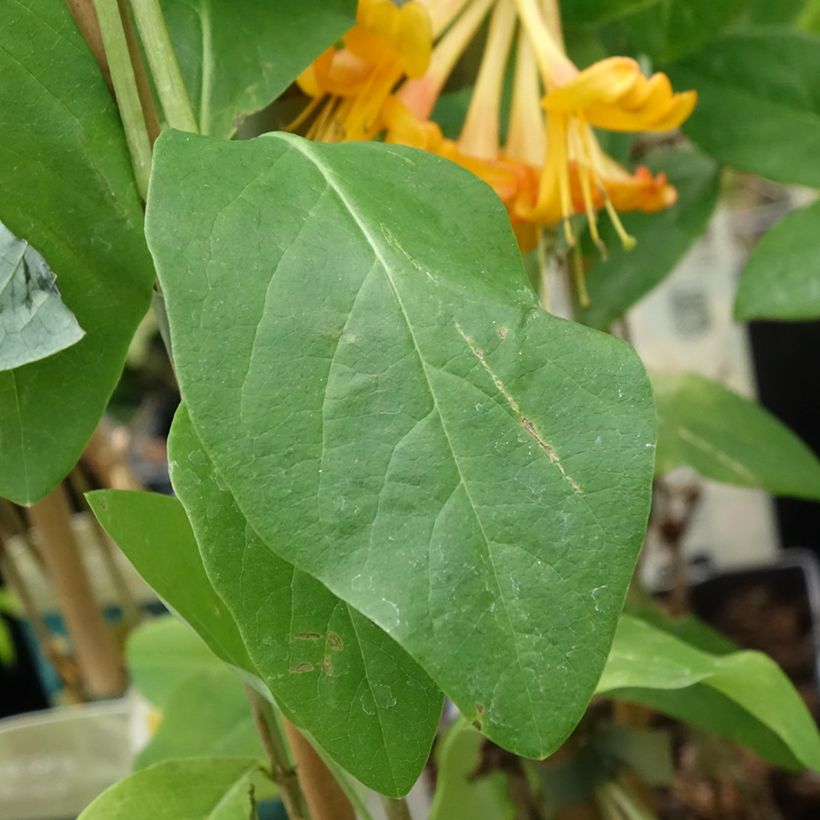 Lonicera tellmaniana - Kamperfoelie (Blad)
