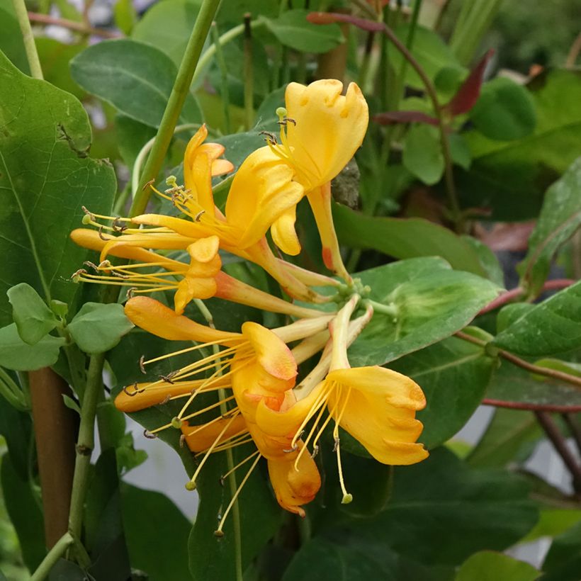 Lonicera tellmaniana - Kamperfoelie (Bloei)