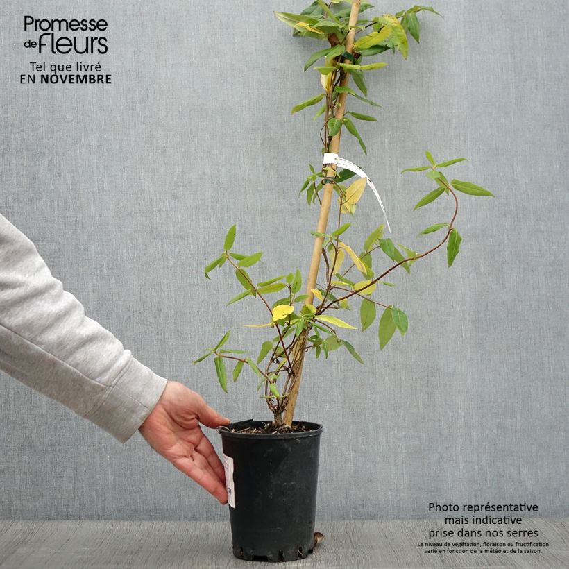 Exemplaar van Lonicera periclymenum Caprilia Ever - Wilde kamperfoelie Pot van 2 l/3 l zoals geleverd in de herfst