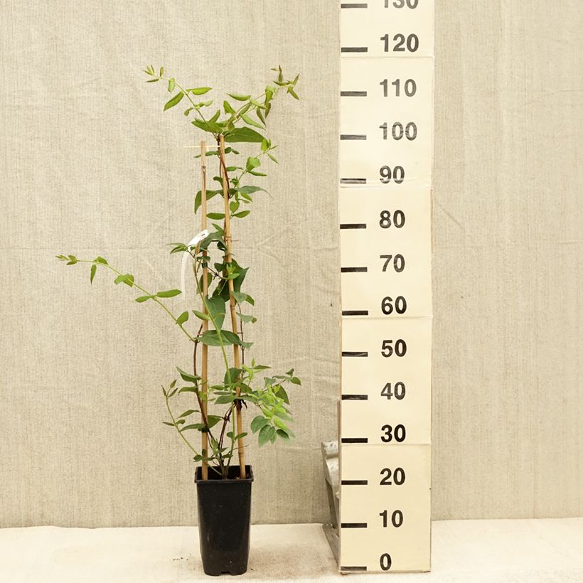 Exemplaar van Lonicera periclymenum Caprilia Ever - Wilde kamperfoelie Pot van 2 l/3 l zoals geleverd in de zomer