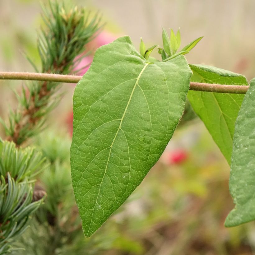 Lonicera periclymenum Caprilia Ever - Wilde kamperfoelie (Blad)