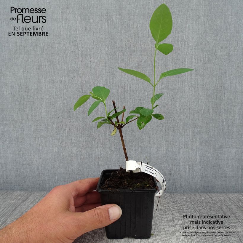 Exemplaar van Lonicera periclymenum Graham Thomas - Wilde kamperfoelie Kweekpotje van 8/9 cm zoals geleverd in de herfst