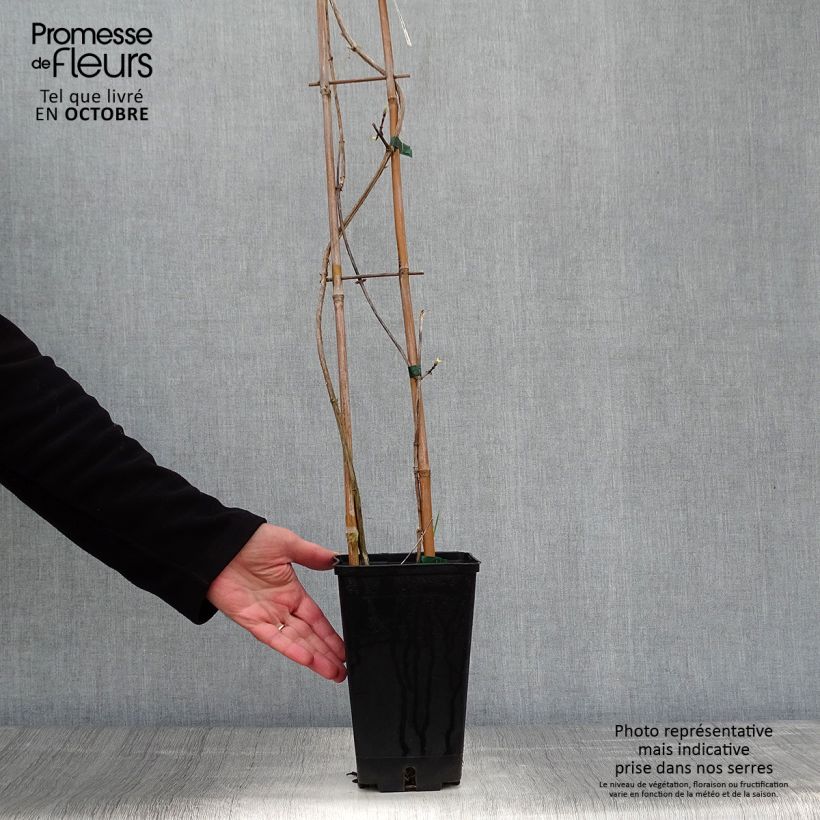 Exemplaar van Lonicera periclymenum Graham Thomas - Wilde kamperfoelie Pot van 2 l/3 l zoals geleverd in de herfst