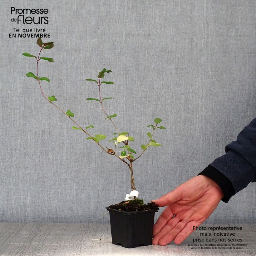 Exemplaar van Lonicera periclymenum Serotina - Wilde kamperfoelie Kweekpotje van 8/9 cm zoals geleverd in de herfst