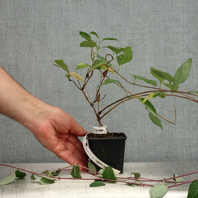 Exemplaar van Lonicera periclymenum Serotina - Wilde kamperfoelie Kweekpotje van 8/9 cm zoals geleverd in de zomer