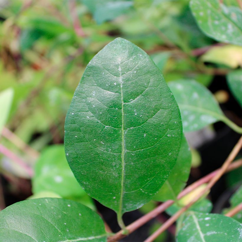 Lonicera periclymenum Serotina - Wilde kamperfoelie (Blad)