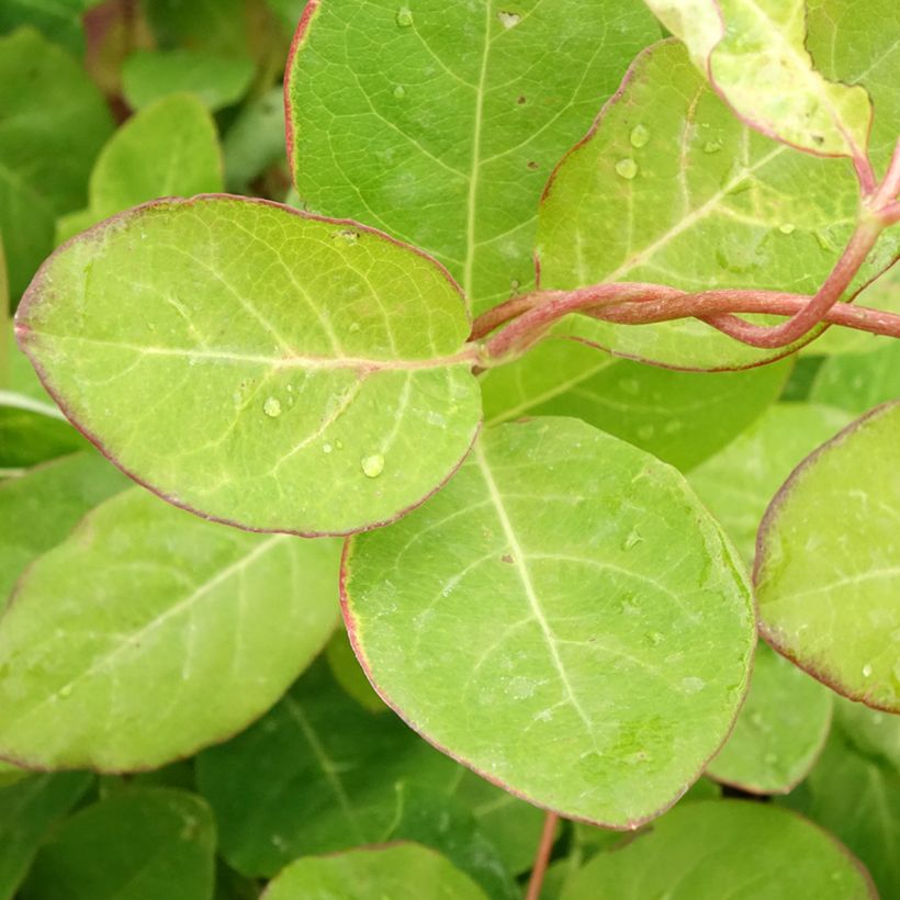Lonicera brownii Dropmore Scarlet - Kamperfoelie (Blad)