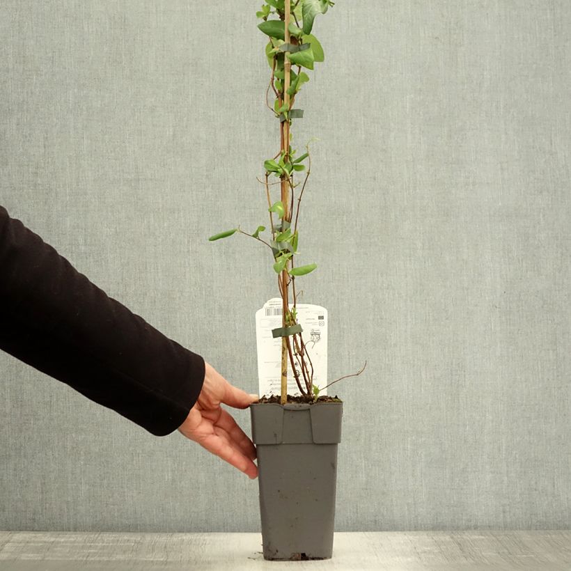Exemplaar van Lonicera japonica Halliana - Japanse kamperfoelie Pot van 2 l/3 l zoals geleverd in de herfst