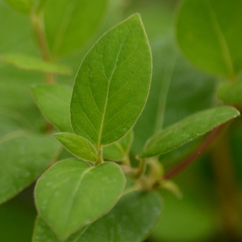 Lonicera japonica Hall's Prolific - Japanse kamperfoelie (Blad)