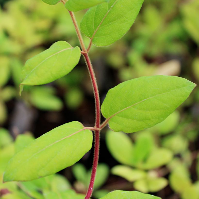 Lonicera japonica Hall's Prolific - Japanse kamperfoelie (Blad)