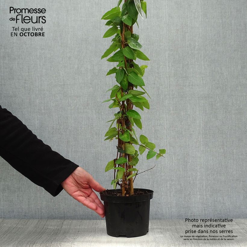 Exemplaar van Lonicera japonica Hall's Prolific - Japanse kamperfoelie Pot van 2 l/3 l zoals geleverd in de herfst
