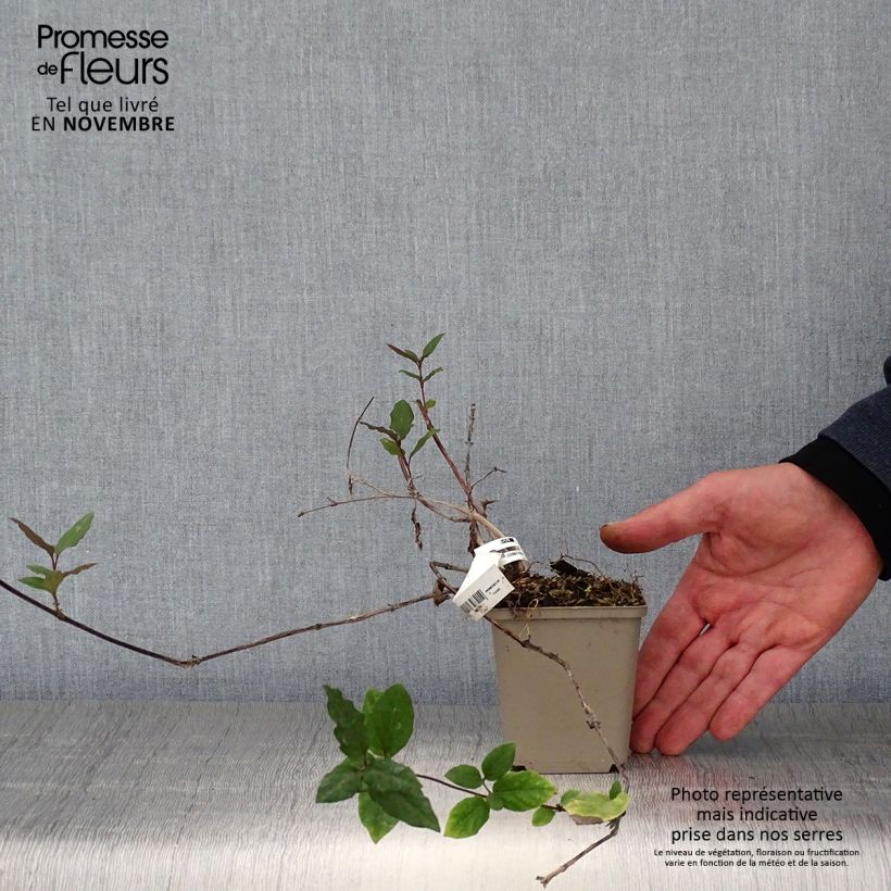 Exemplaar van Lonicera japonica Sinensis - Japanse kamperfoelie Kweekpotje van 8/9 cm zoals geleverd in de herfst