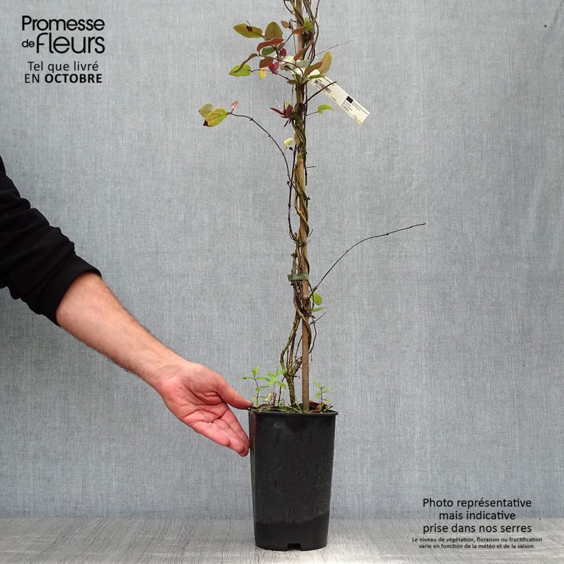 Exemplaar van Lonicera japonica Sinensis - Japanse kamperfoelie Pot van 2 l/3 l zoals geleverd in de herfst