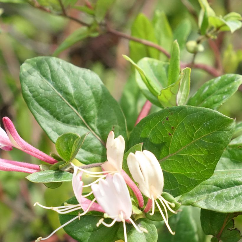 Lonicera japonica Red World - Japanse kamperfoelie (Blad)