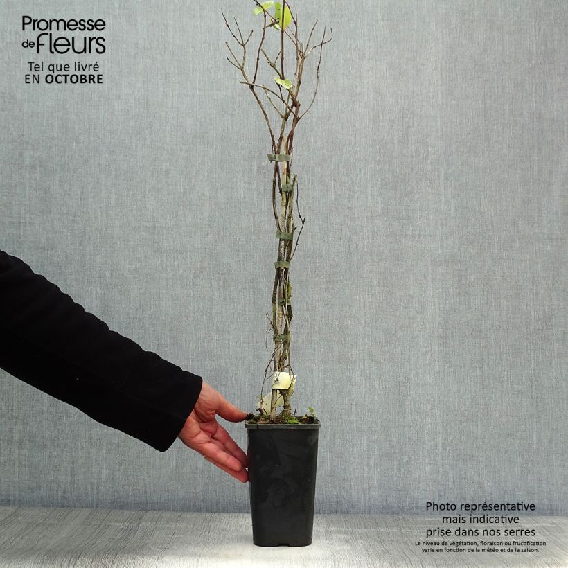 Exemplaar van Lonicera brownii Dropmore Scarlet - Kamperfoelie Pot van 1 l/1,5 l zoals geleverd in de herfst