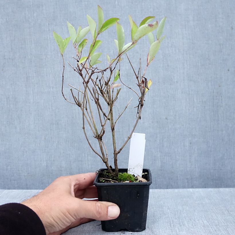 Exemplaar van Lonicera Gold Flame - Kamperfoelie Kweekpotje van 8/9 cm zoals geleverd in de herfst