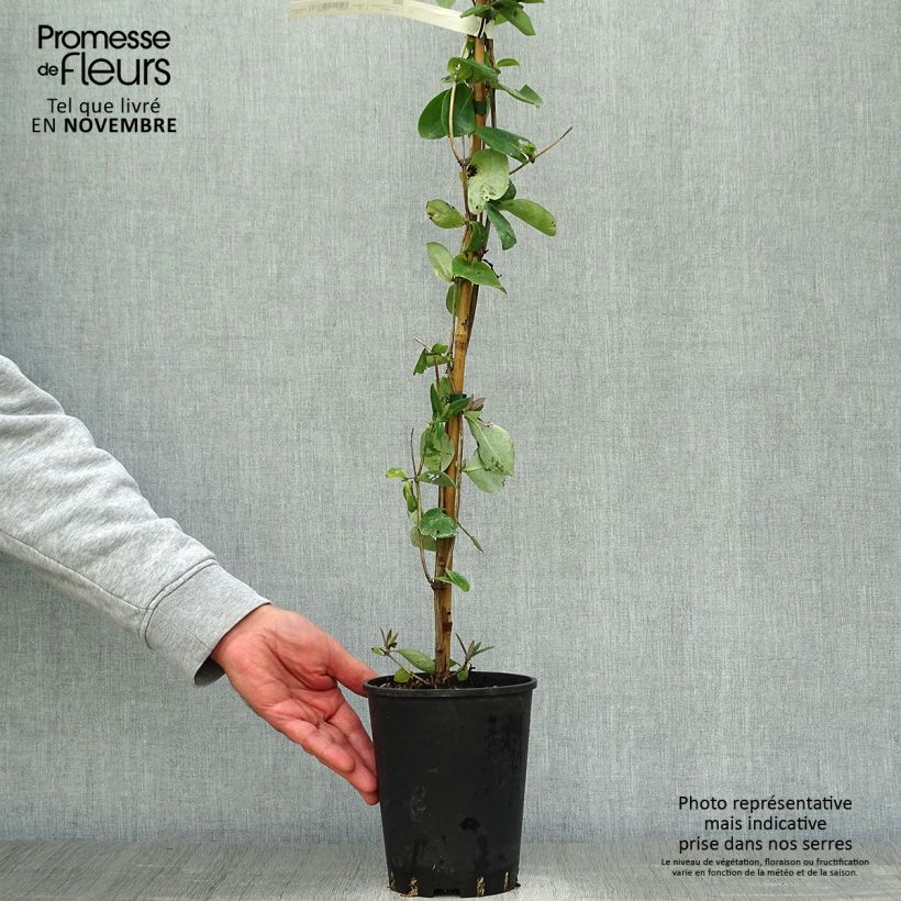 Exemplaar van Lonicera Gold Flame - Kamperfoelie Pot van 2 l/3 l zoals geleverd in de herfst