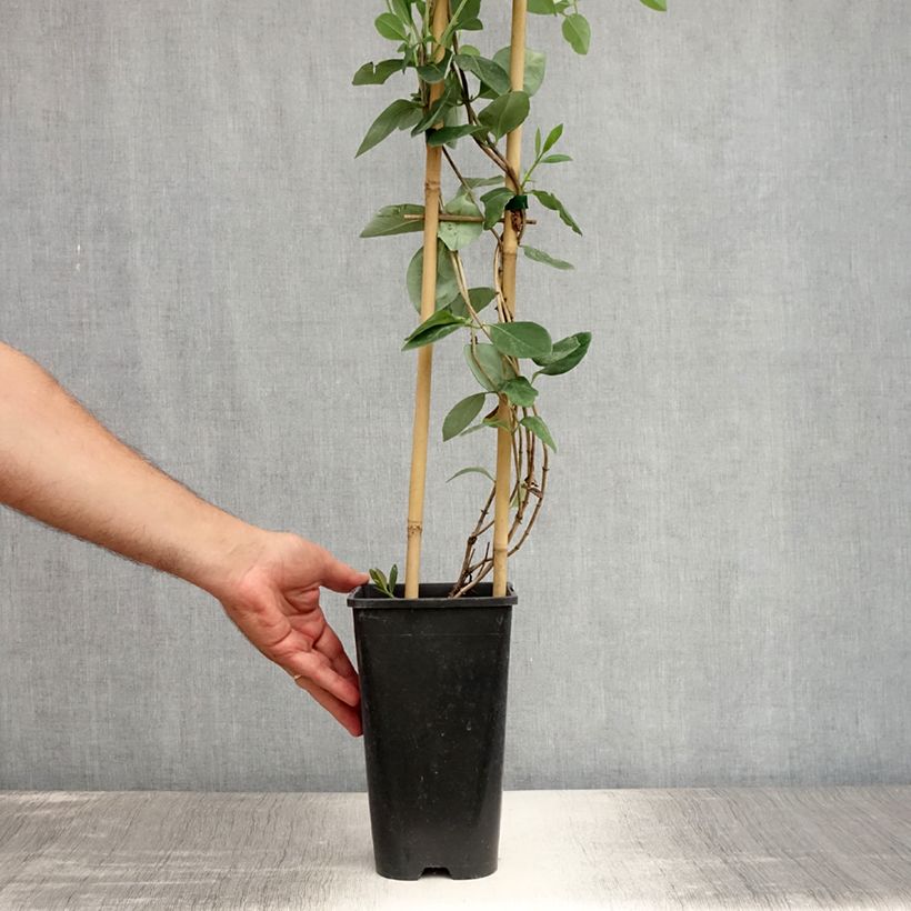Exemplaar van Lonicera Gold Flame - Kamperfoelie Pot van 2 l/3 l zoals geleverd in de zomer