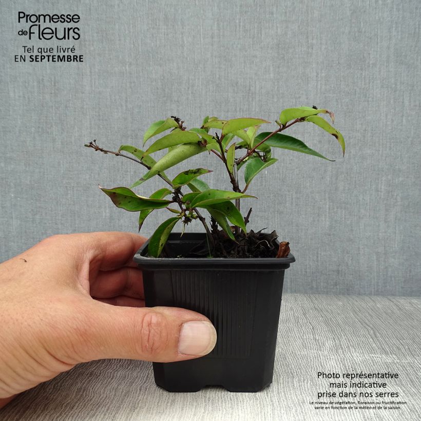 Exemplaar van Lonicera henryi Marinella - Henry-kamperfoelie Kweekpotje van 8/9 cm zoals geleverd in de herfst