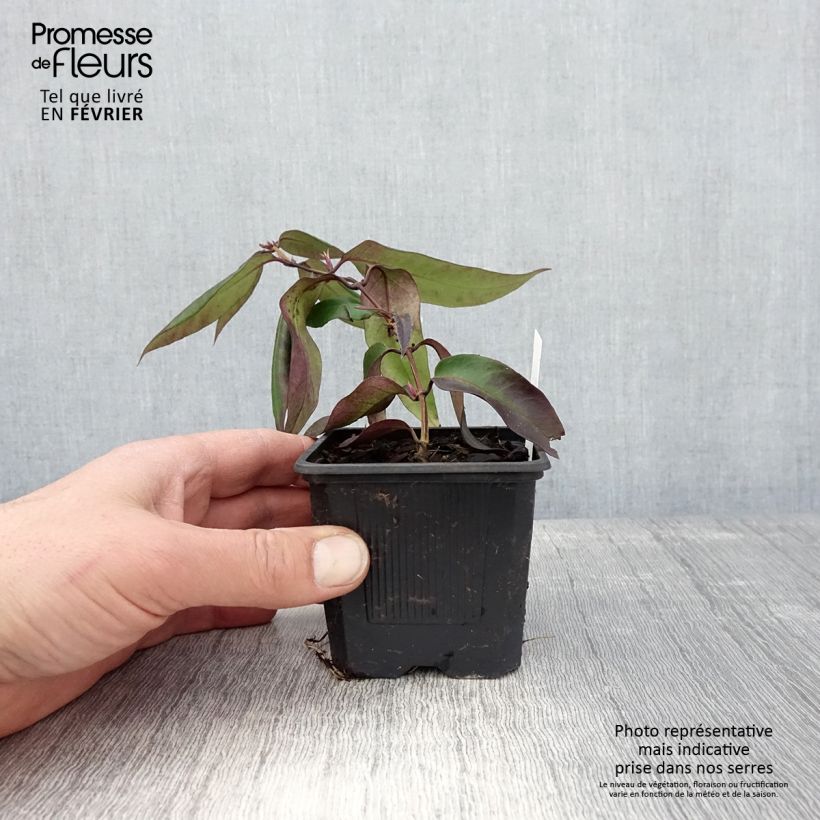 Exemplaar van Chèvrefeuille hybride - Lonicera Marinella Godet de 8/9 cm zoals geleverd in de winter
