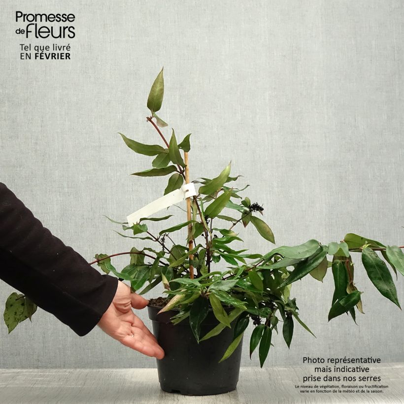 Exemplaar van Chèvrefeuille hybride - Lonicera Marinella Pot de 4L/5L zoals geleverd in de winter