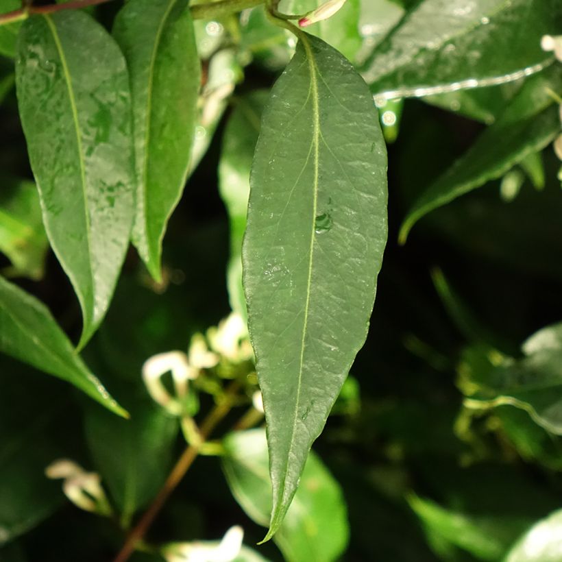 Lonicera henryi Marinella - Henry-kamperfoelie (Blad)