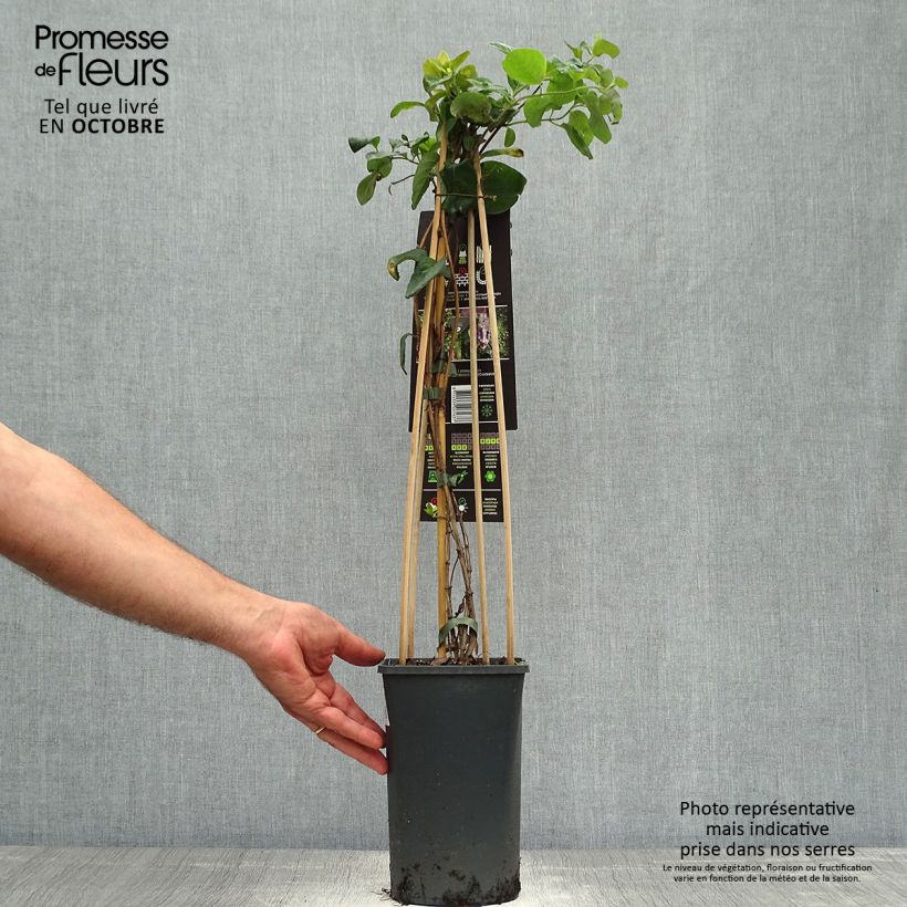 Exemplaar van Lonicera caprifolium - Kamperfoelie Pot van 1,5 l/2 l zoals geleverd in de herfst